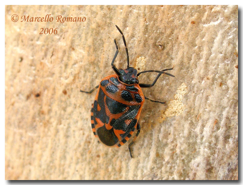 Dobbiamo stare vicini vicini (ovvero: inverno in compagnia)